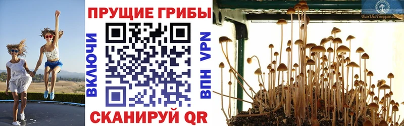 Галлюциногенные грибы Psilocybine cubensis  Ялуторовск 